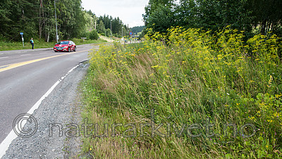 BB 12 0387 / Pastinaca sativa / Pastinakk <br /> Pastinaca sativa hortensis / Hagepastinakk